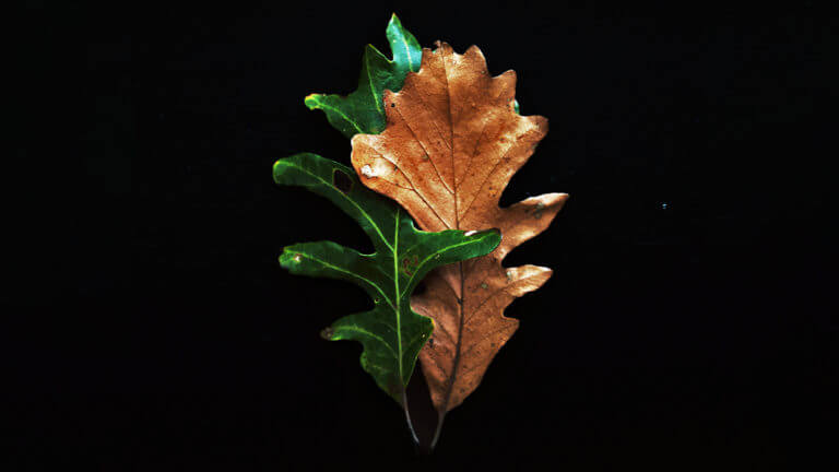 BALANCING WORK AND ELDER CARE THROUGH THE CORONAVIRUS CRISIS