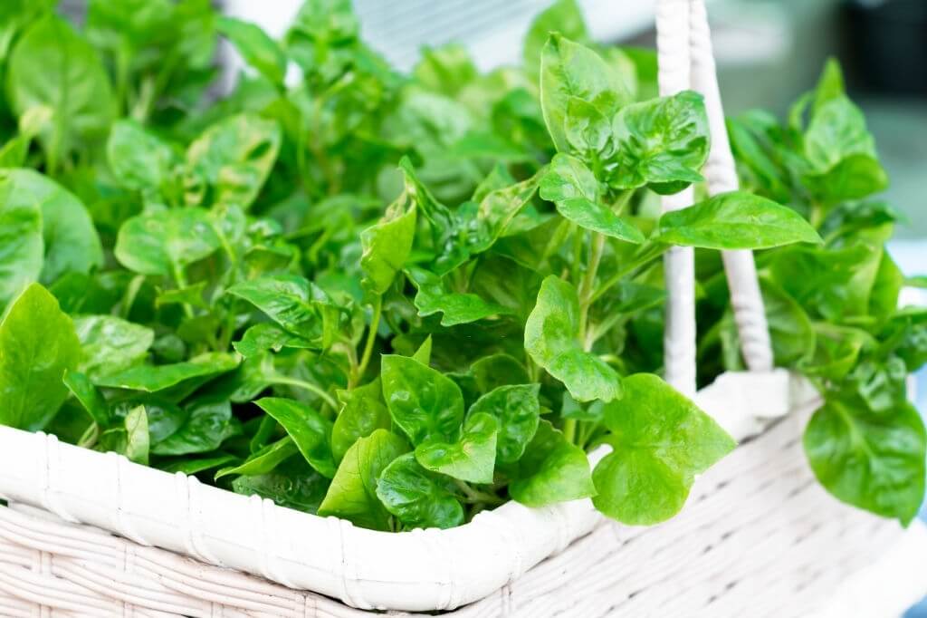 Superfood-Spinach-Health-Benefit