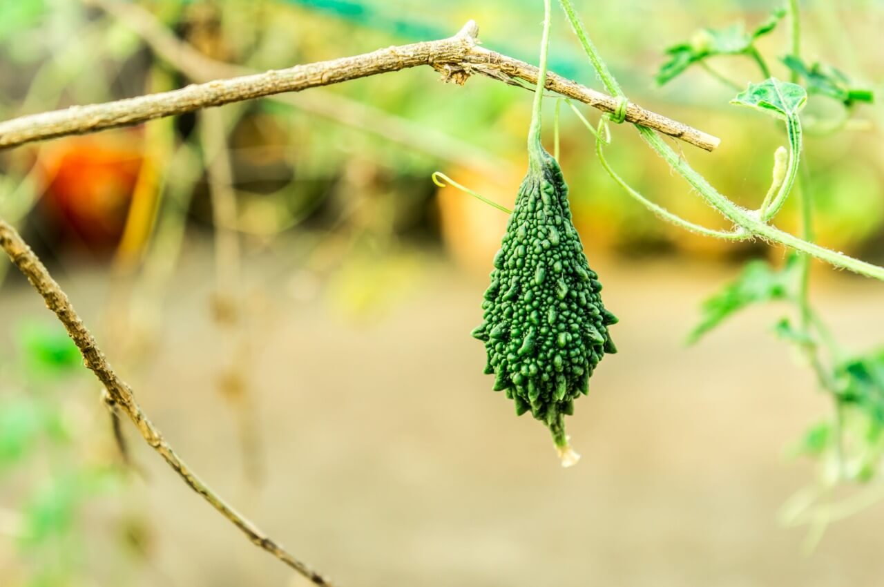 The Less Known Benefits Of Bitter Gourd For Senior Citizens