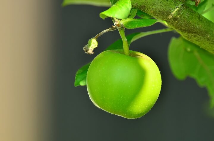 health-benefits-of-green-apples-for-elders
