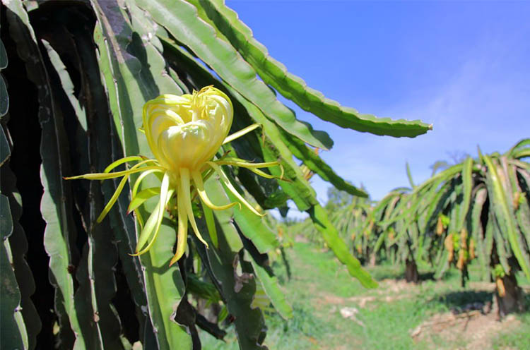How-to-cultivate-yellow-dragon-fruit