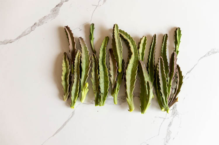 How-to-plant-yellow-dragon-fruit-from-cuttings.