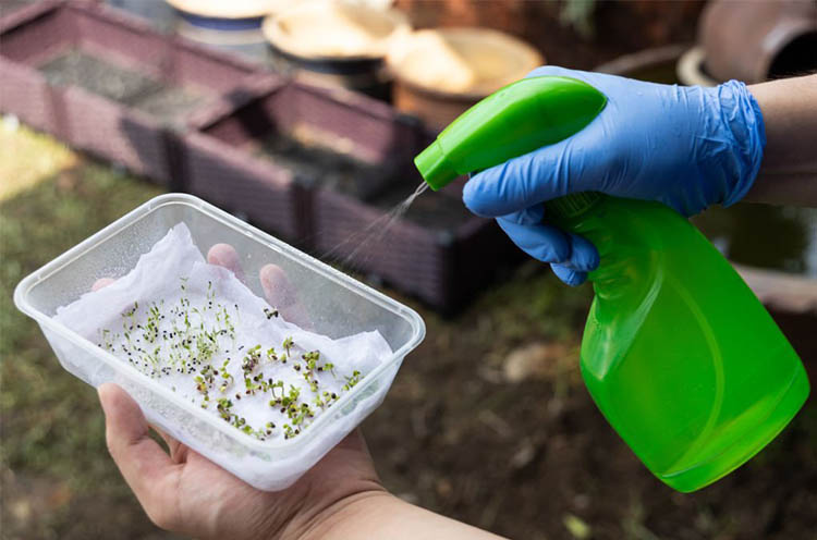 How-to-grow-yellow-dragon-fruit-from-a-seed