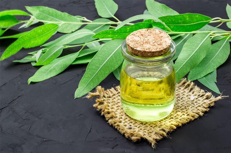 Eucalyptus Oil
