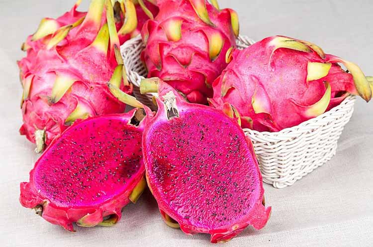 Hylocereus Costaricensis