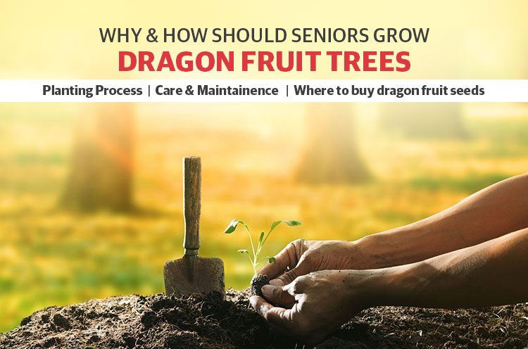 how-to-grow-dragon-fruit-tree