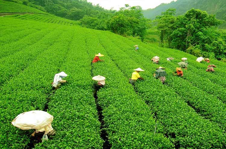 Tea Estates Of Darjeeling
