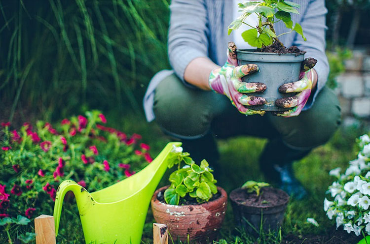 Gardening