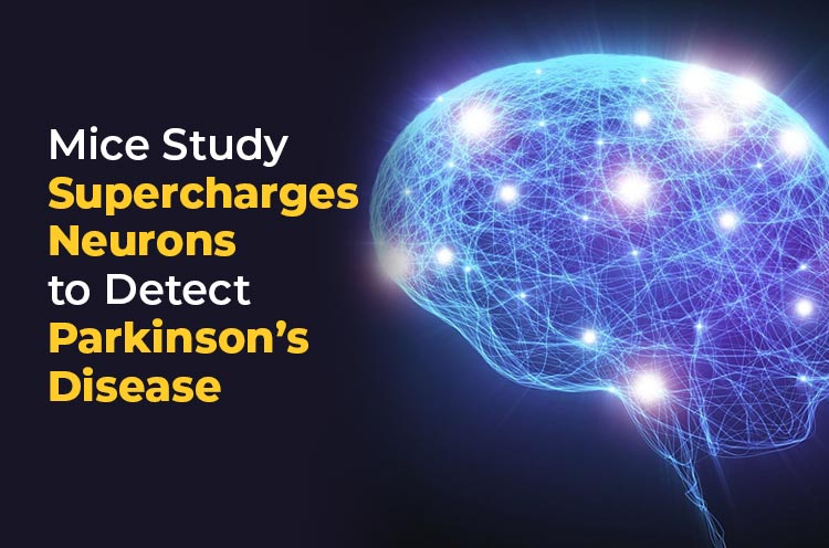 Mice Study Supercharges Neurons to Detect Parkinson's Disease