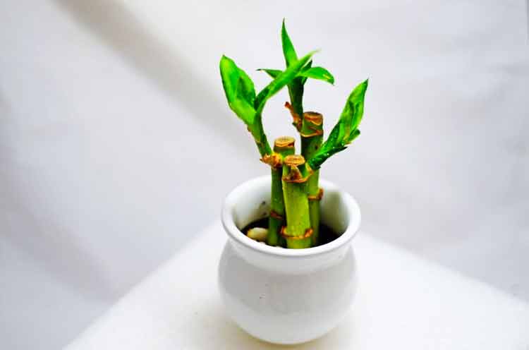 Bamboo Plant