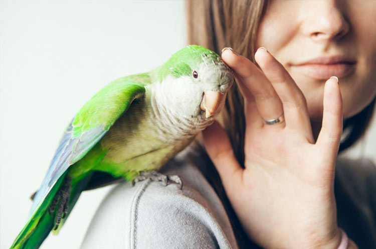 Birds