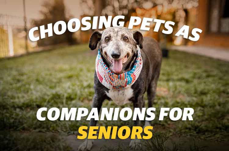 Choosing Pets As Companionsn For Seniors