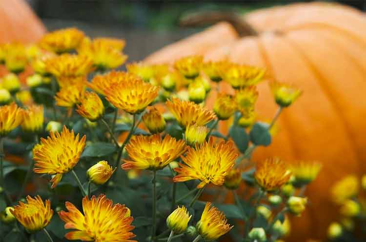 Garden MUM