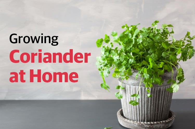 Growing Coriander at Home