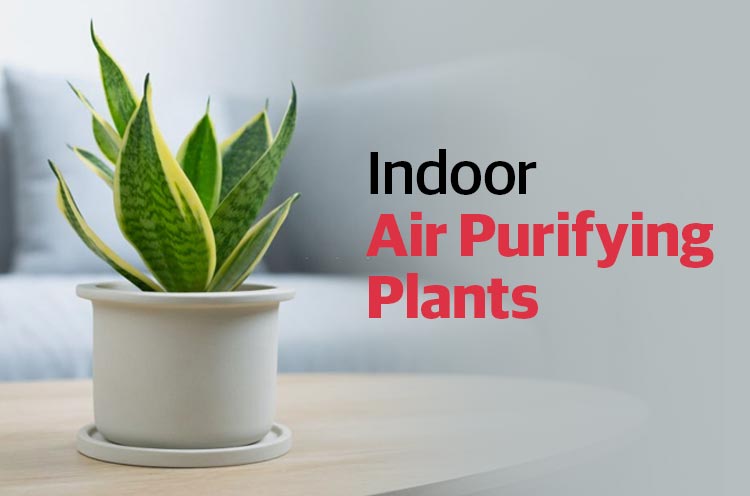 Indoor Air Purifying Plants