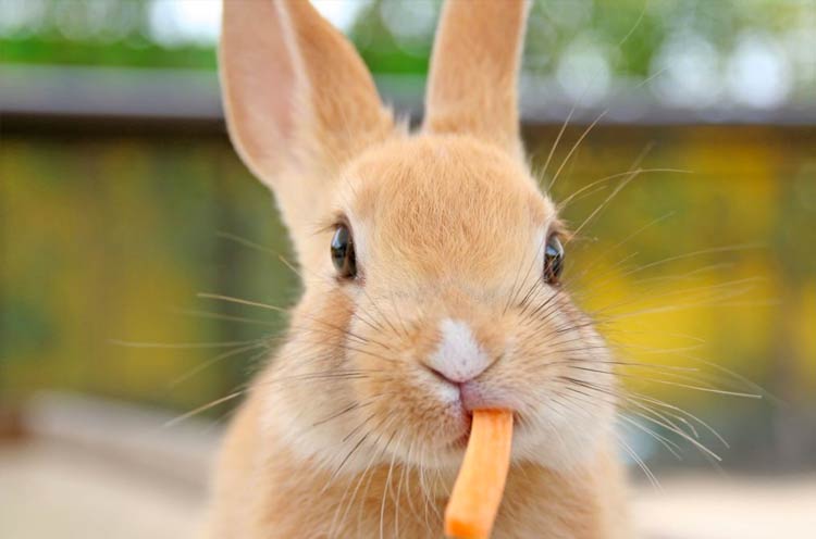 Rabbits