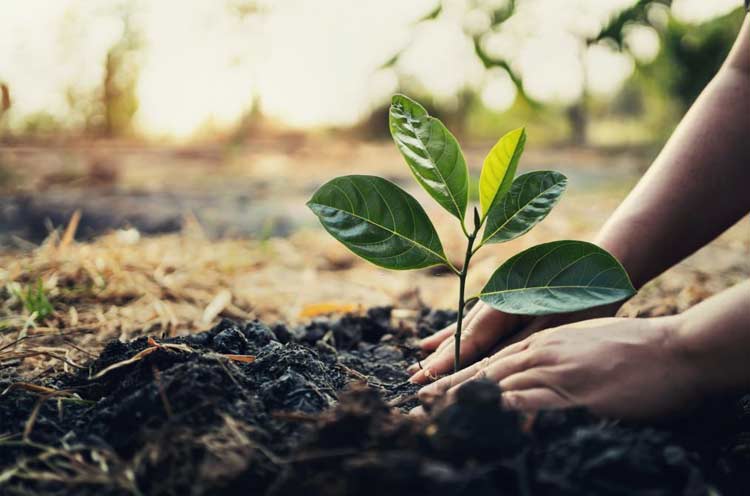 Senior Tree plantation