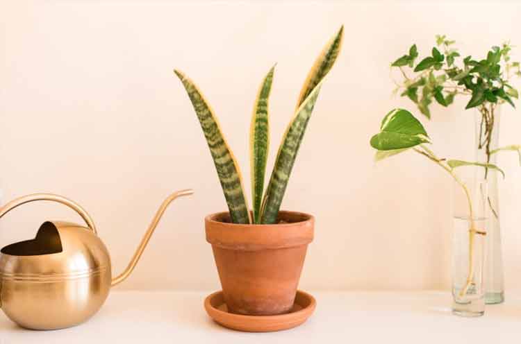 Snake plant