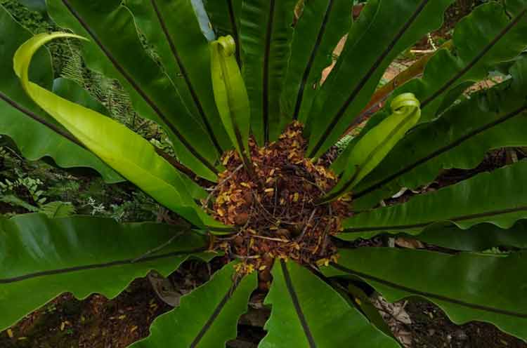 The Bird's Nest Fern
