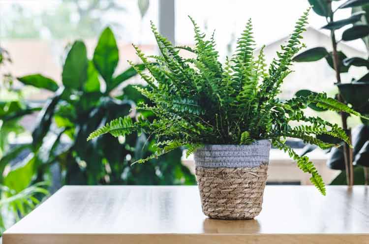 The Boston fern