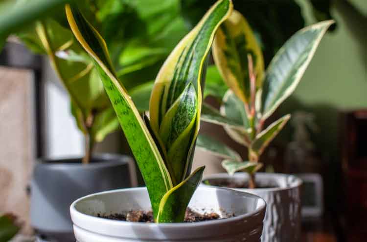 The Dracaena plant
