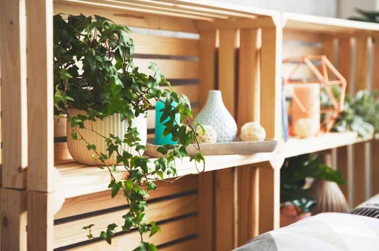 The English Ivy