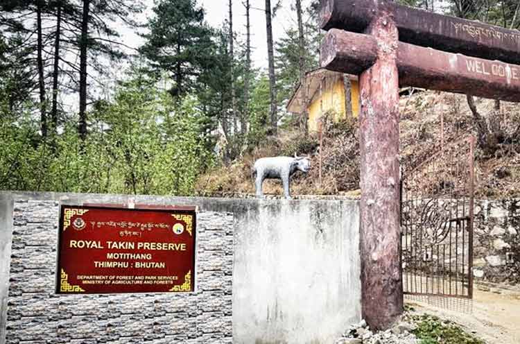 The Motithang Takin Preserve