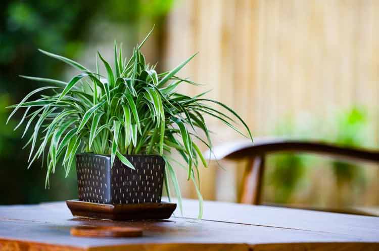 The Spider Plant