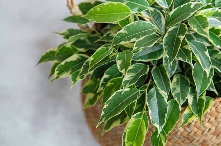The Weeping Fig